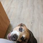 Wrightstown Veterinary Clinic