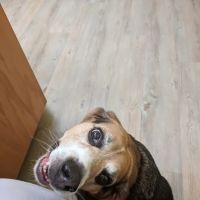 Wrightstown Veterinary Clinic ico