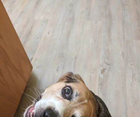 Wrightstown Veterinary Clinic