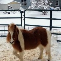 Palmer James, DVM ico