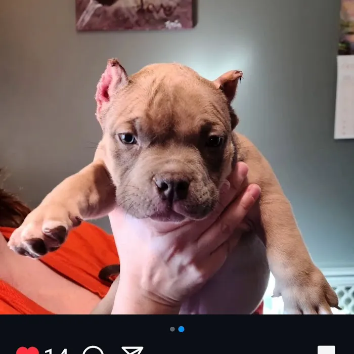 Brown Deer Animal Hospital LLC Picture 3