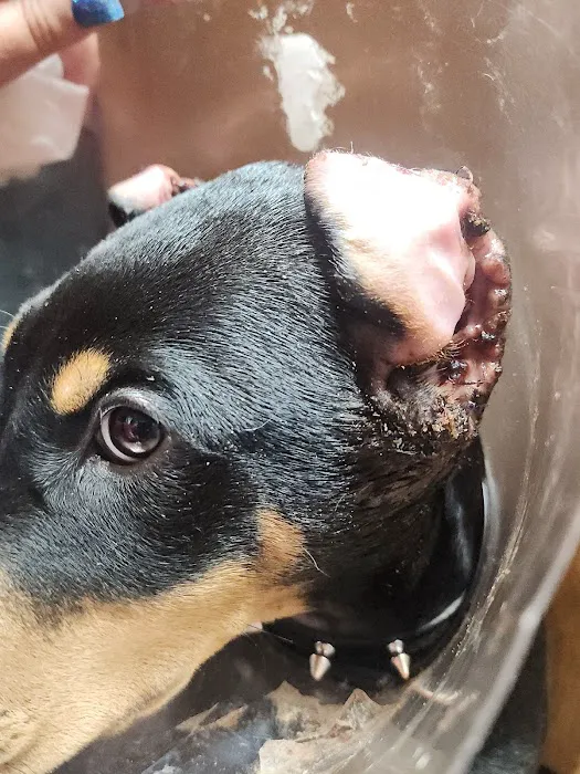 Brown Deer Animal Hospital LLC Picture 4