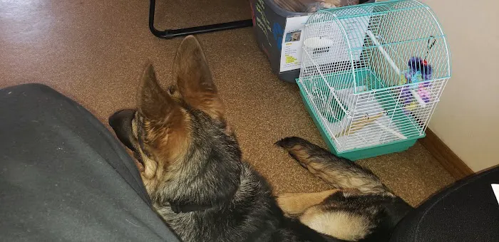 Brown Deer Animal Hospital LLC Picture 2