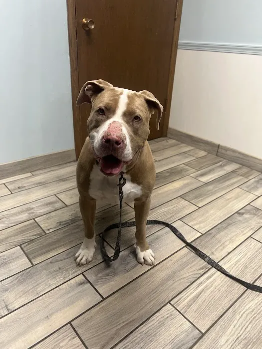 Brown Deer Animal Hospital LLC Picture 6