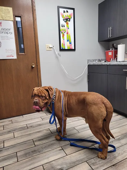 Brown Deer Animal Hospital LLC Picture 7