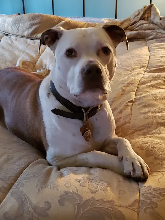 Brown Deer Animal Hospital LLC Picture 10