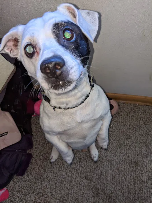 Brown Deer Animal Hospital LLC Picture 8