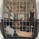 Northside Wesleyan Animal Hospital