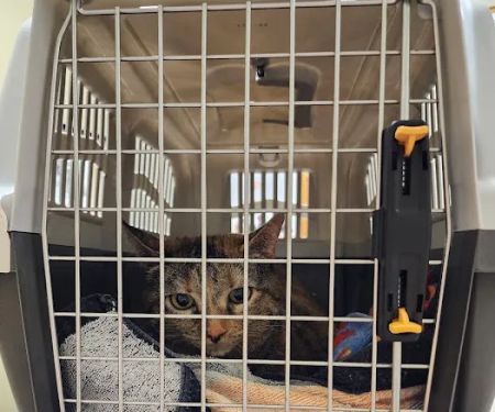 Northside Wesleyan Animal Hospital