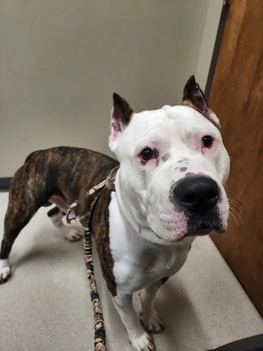 Northside Wesleyan Animal Hospital Picture 3