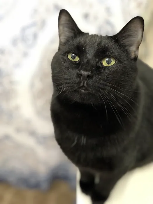 Northside Wesleyan Animal Hospital Picture 2