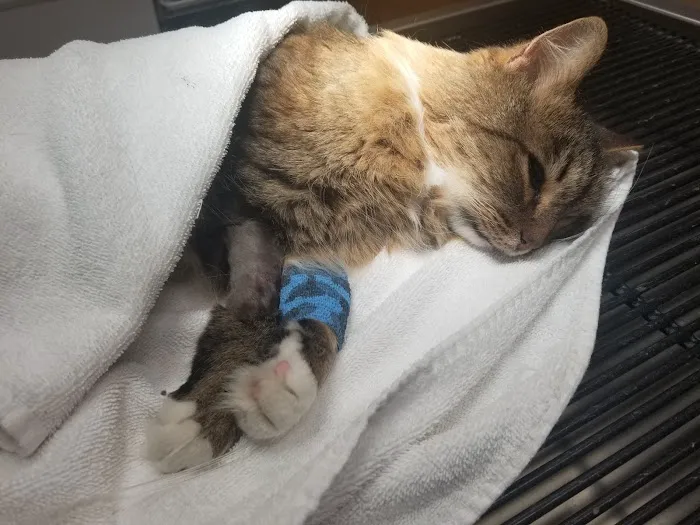 Northside Wesleyan Animal Hospital Picture 5