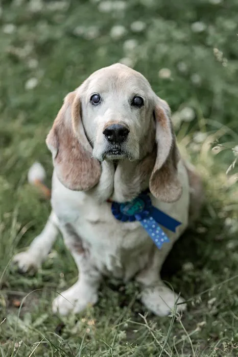 Northside Wesleyan Animal Hospital Picture 6