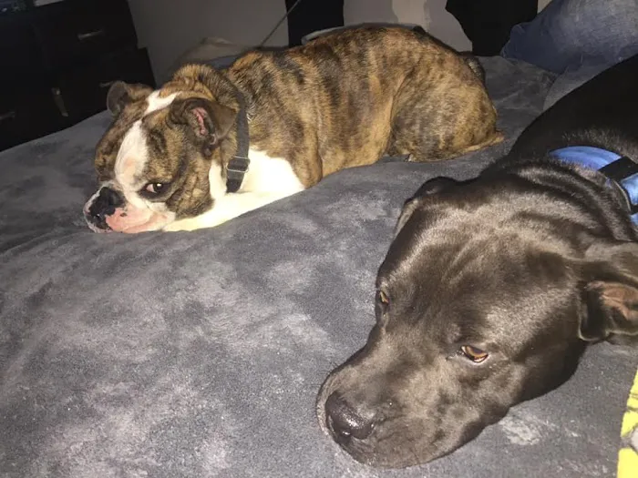 AVS Animal Hospital Picture 2