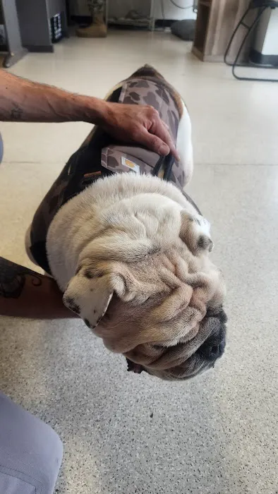 AVS Animal Hospital Picture 4