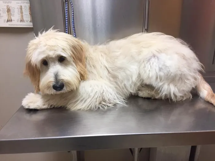 AVS Animal Hospital Picture 3