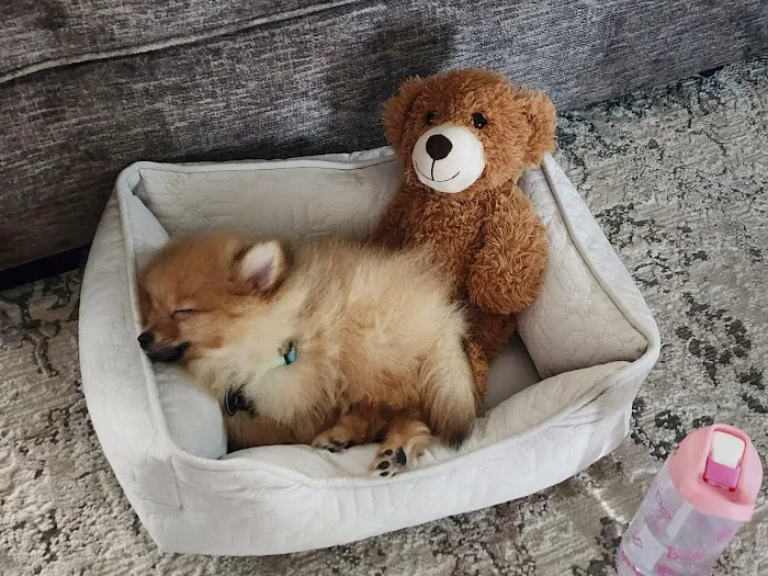 AVS Animal Hospital Picture 9