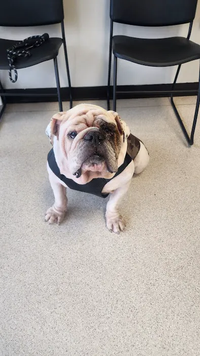 AVS Animal Hospital Picture 8