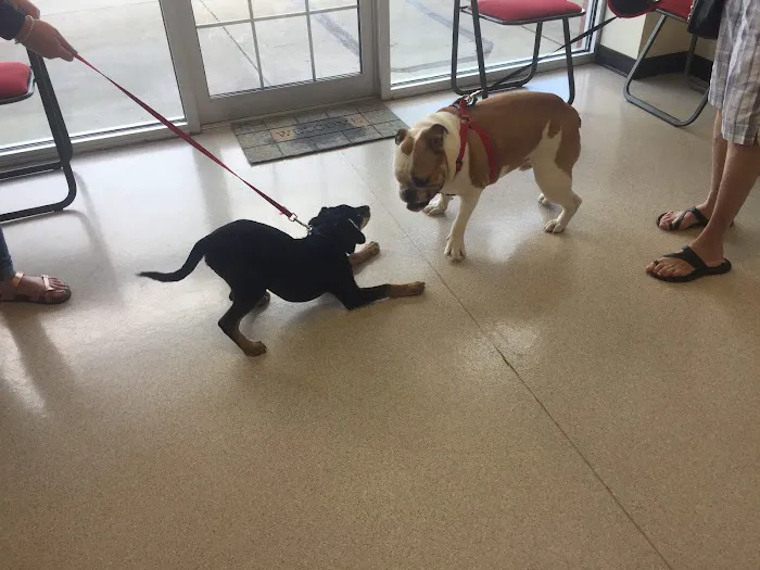 AVS Animal Hospital Picture 10