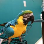 Riverside Animal Hospital