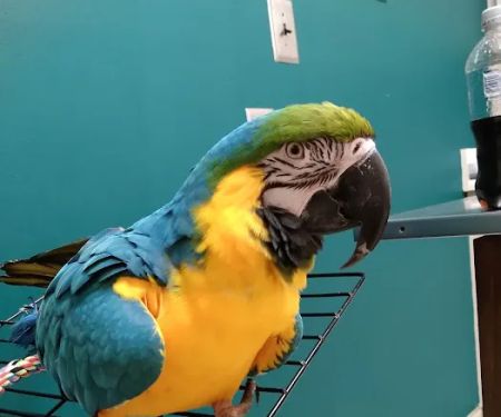 Riverside Animal Hospital