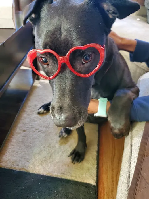 Riverside Animal Hospital Picture 3