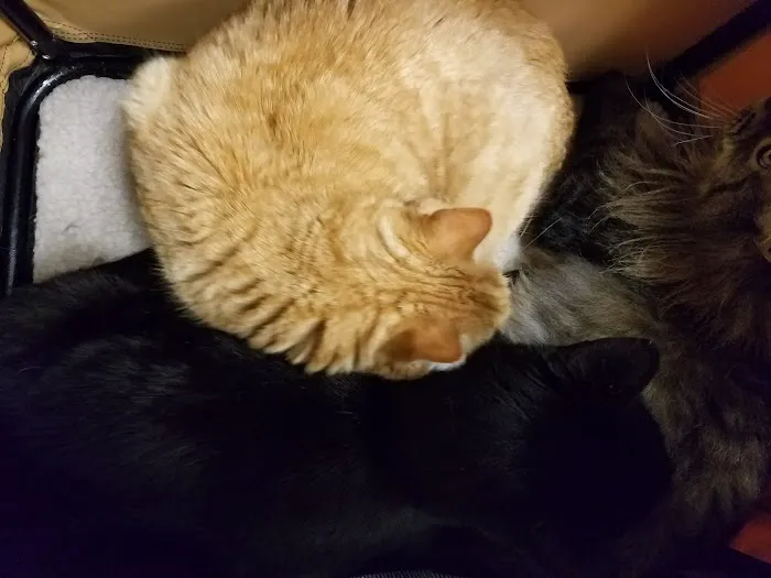 Riverside Animal Hospital Picture 5