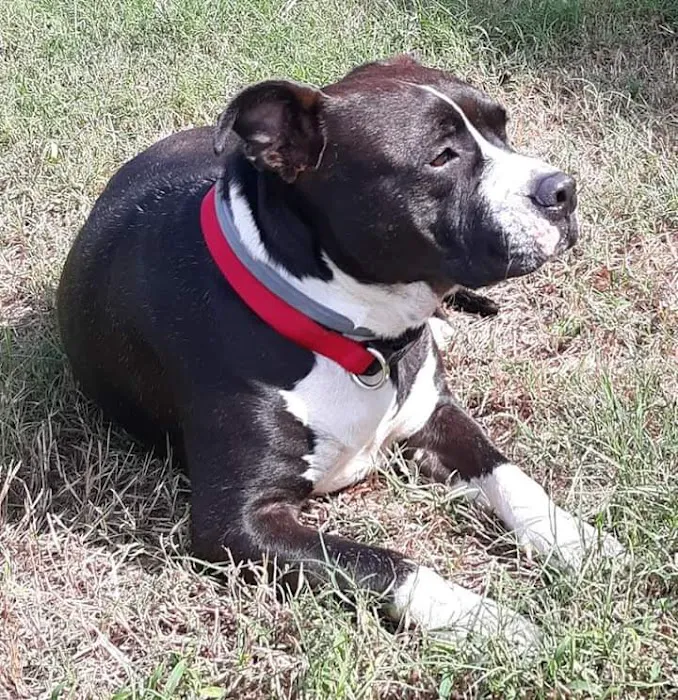 Hudspeth Animal Hospital Picture 2