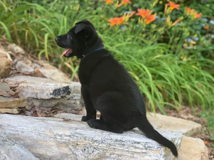 Hudspeth Animal Hospital Picture 4