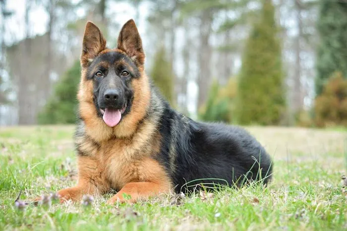 Hudspeth Animal Hospital Picture 6