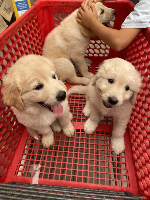 PetVet Vaccination Clinic Picture 2