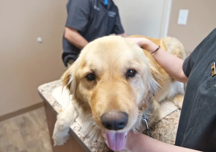 Pet Wellness Center of Southern Illinois Picture 1