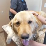 Pet Wellness Center of Southern Illinois