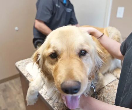 Pet Wellness Center of Southern Illinois