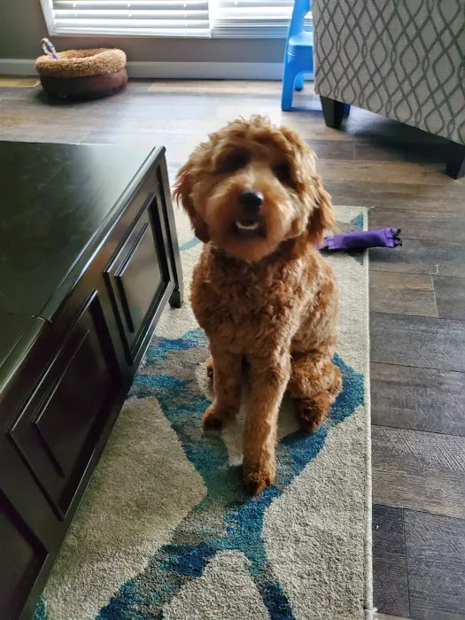 Pet Wellness Center of Southern Illinois Picture 6