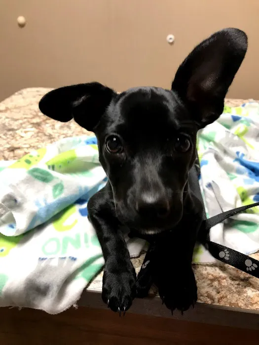 Pet Wellness Center of Southern Illinois Picture 7