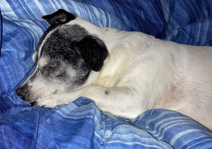 Effingham Veterinary Clinic Picture 2