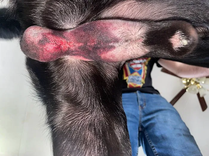 Effingham Veterinary Clinic Picture 3