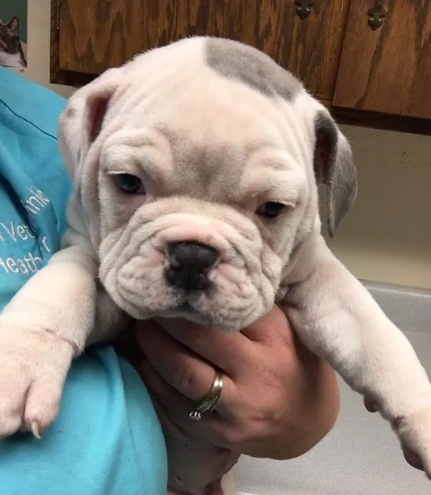 Effingham Veterinary Clinic Picture 10