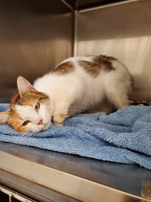 Advanced Veterinary Care, LLC Picture 3