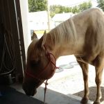 Advanced Veterinary Care, LLC