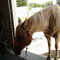 Advanced Veterinary Care, LLC ico