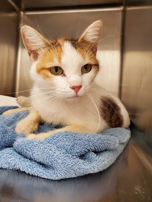 Advanced Veterinary Care, LLC Picture 5