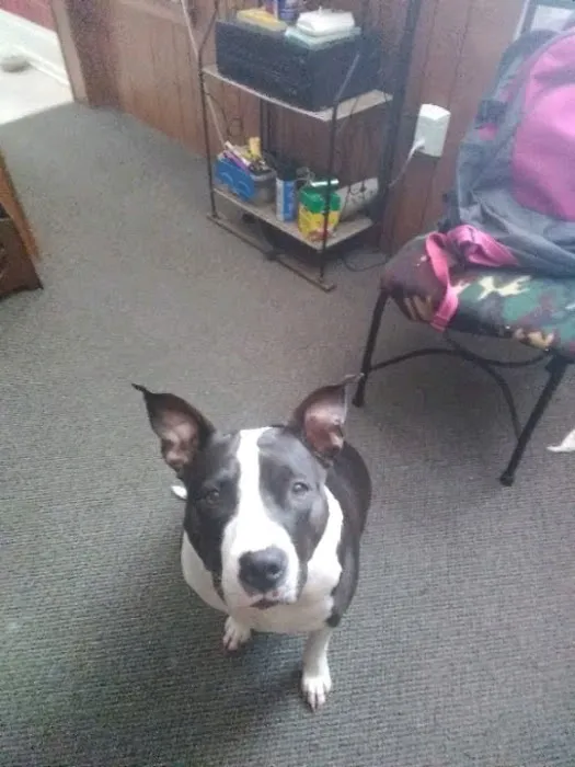 Advanced Veterinary Care, LLC Picture 2