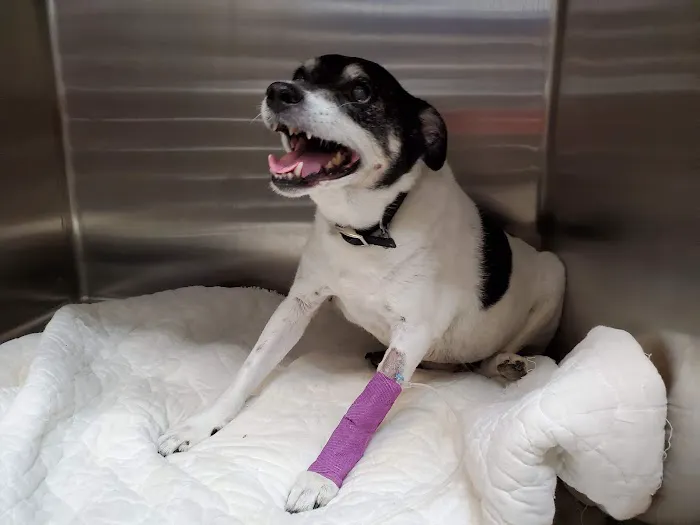 Advanced Veterinary Care, LLC Picture 8