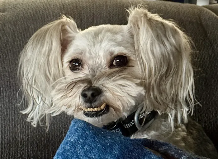 East-side Veterinary Clinic Picture 1