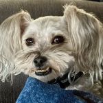 East-side Veterinary Clinic