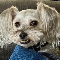 East-side Veterinary Clinic ico