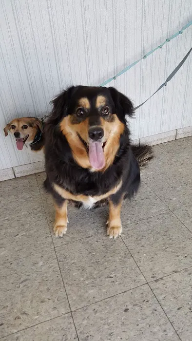 East-side Veterinary Clinic Picture 2