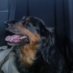 Deuel Veterinary Services